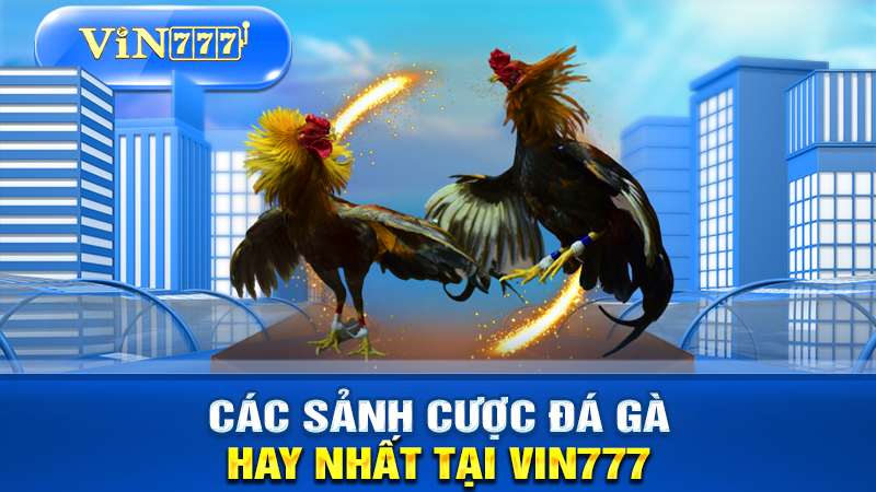 Tập hợp các sảnh cược đá gà trực tuyến tại VIN777.