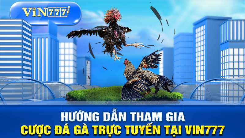 Hướng dẫn tham gia chơi đá gà trực tuyến tại VIN777.